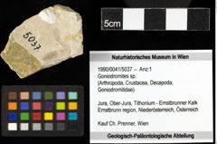 Foto (Objekt + Etiketten) von Goniodromites sp. 